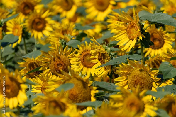 Obraz ひまわり畑