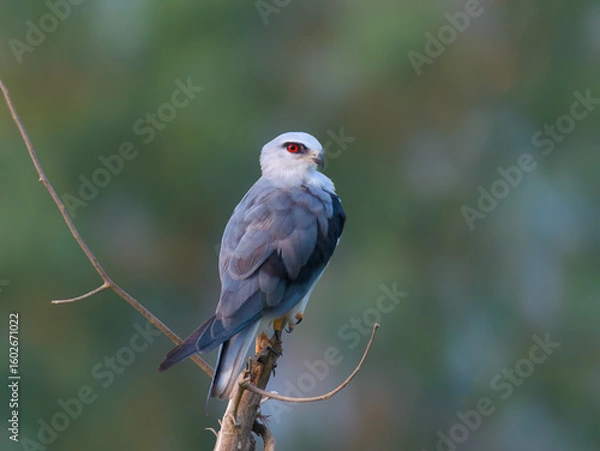 Fototapeta Black-winged Kite Elanus caeruleus Rodent control pest control Graceful raptor with black wing patches, piercing red eyes. Hovers over open fields, hunts rodents 