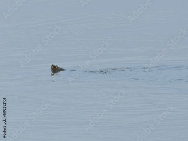 Fototapeta Brahminy River Turtle Crowned River Turtle Hardella thurjii Endangered IUCN Red List Threatened Species Indus River Pakistan freshwater turtle habitat loss poaching illegal trade South Asia wetland