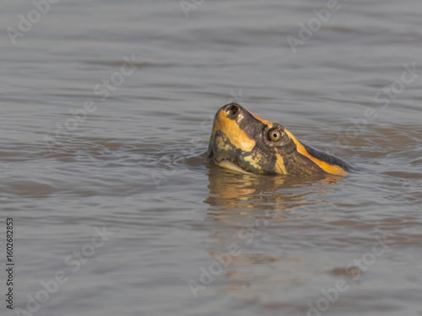 Fototapeta Brahminy River Turtle Crowned River Turtle Hardella thurjii Endangered IUCN Red List Threatened Species Indus River Pakistan freshwater turtle habitat loss poaching illegal trade South Asia wetland