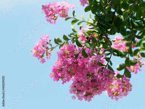 Obraz 青空背景のピンクのサルスベリ
