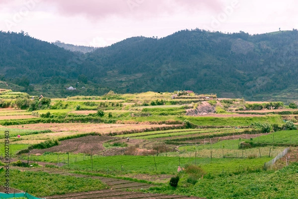 Fototapeta In the village of Poombarai near Kodaikanal, terraced fields stretch across the landscape, surrounded by verdant hills.