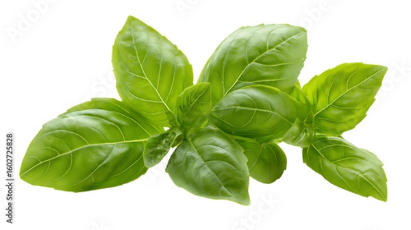 Fototapeta Basil leaves isolated on a white background