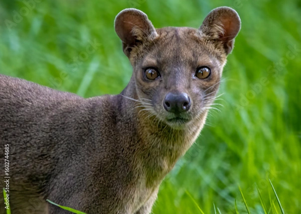 Obraz Madagascar fossa