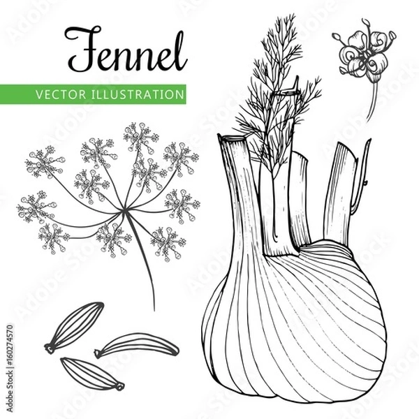 Obraz fennel