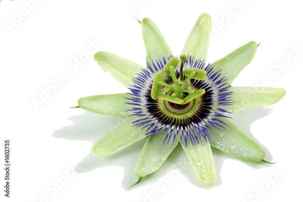 Obraz passion flower