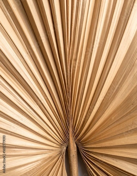 Fototapeta Detailed Close-Up of a Dried Brown Palm Leaf with Radial Pattern and Beige Tones