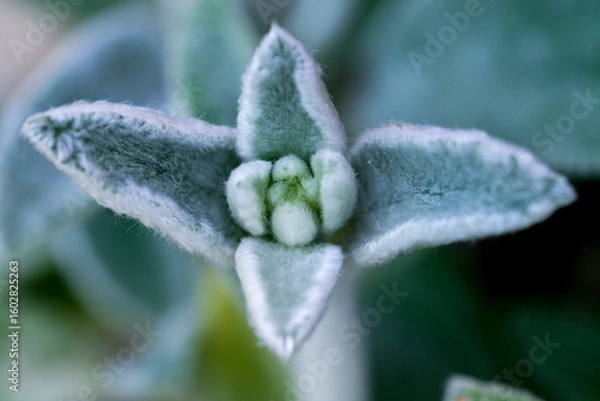 Obraz Lamb's Ear