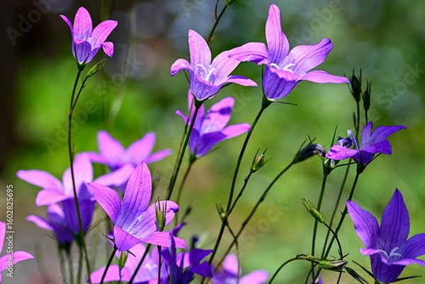 Obraz Spreading Bellflowers