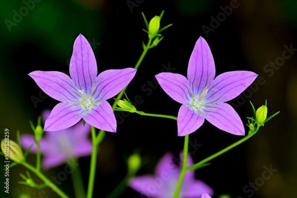 Obraz Spreading Bellflower