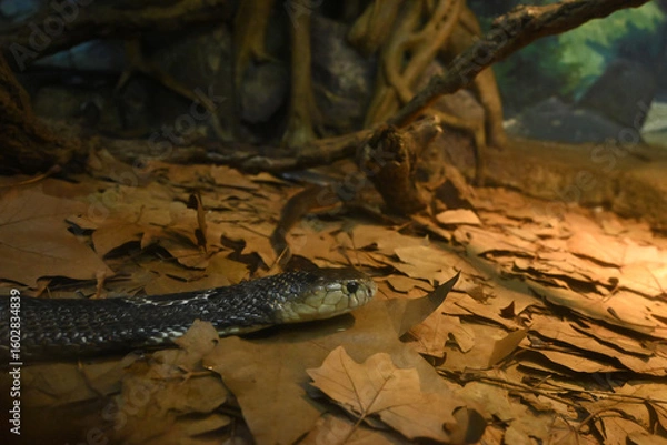 Fototapeta close view of naja snake's head on the ground in the zoo	