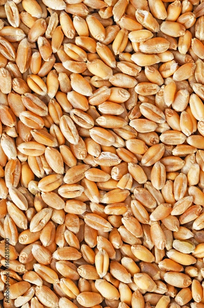 Fototapeta Wheat Kernels Close Up