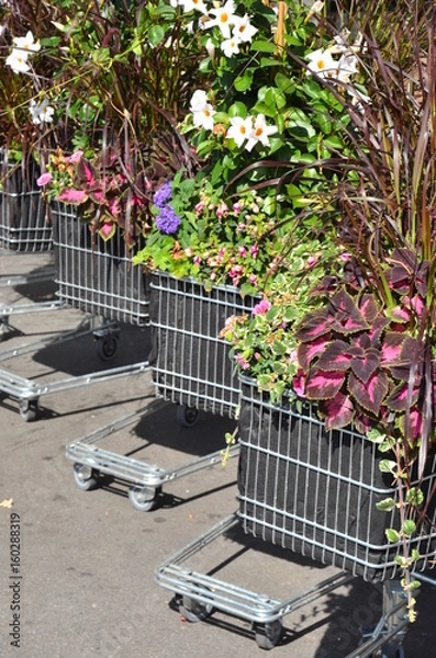 Obraz Blumen im Einkaufswagen
