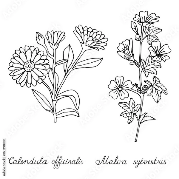 Fototapeta Calendula officinalis and Malva sylvestris hand drawn