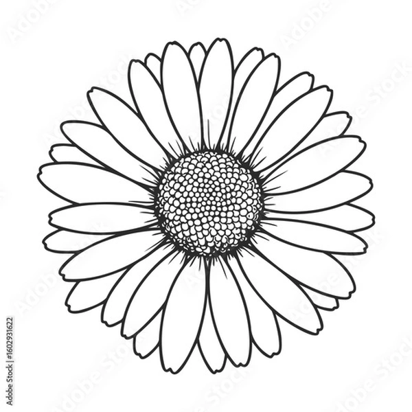Fototapeta Hand-drawn black and white daisy line art illustration of a single flower – stock vector icon in line style
