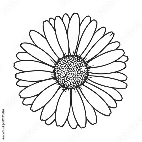 Fototapeta Black and white daisy flower line art with intricate detail and symmetrical petals – stock vector icon in line style