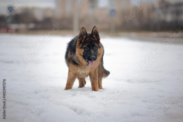 Obraz German Shepherd standing alone in snow