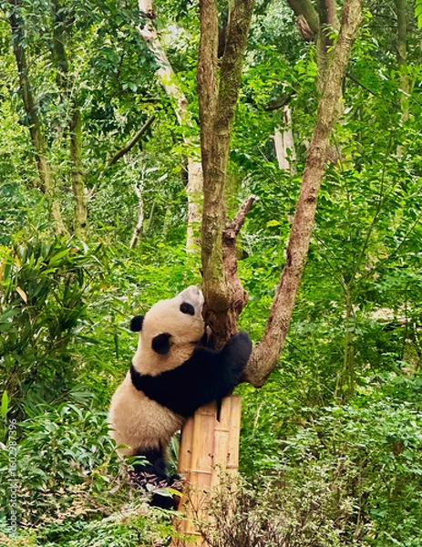 Fototapeta Giant panda cub in Panda Base, Chengdu, China