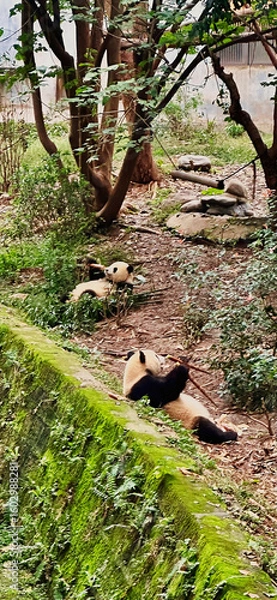 Fototapeta Giant panda cub in Panda Base, Chengdu, China