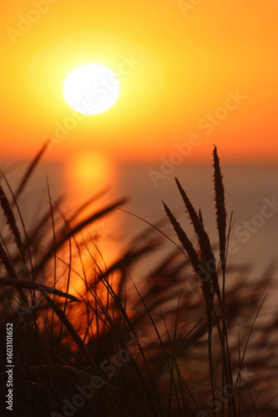 Fototapeta Dunes of Texel, Netherlands, sunrise, peace, warm colors North Sea, Holland, in front of is grass