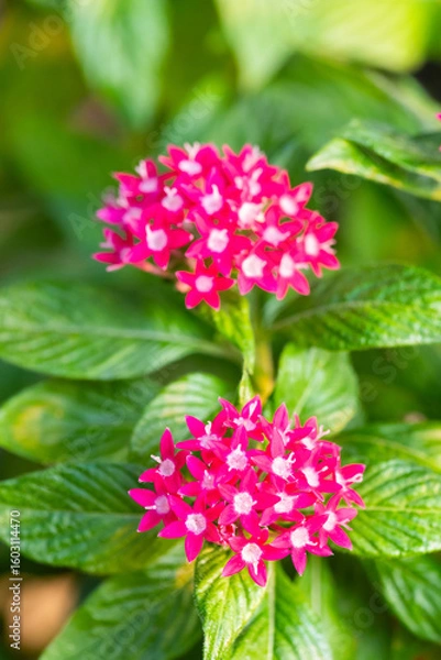 Obraz Pentas lanceolata flower