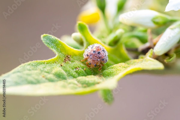 Obraz A beetle on leaf