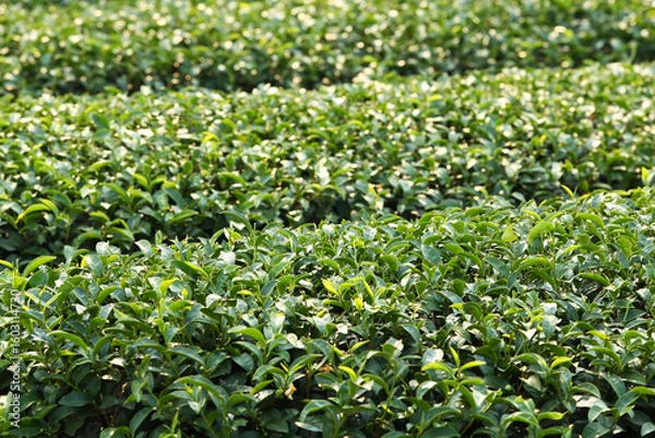 Obraz Tea plantation