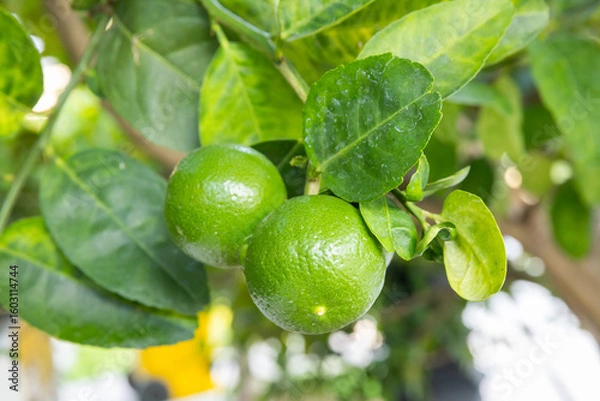 Fototapeta Lime on tree