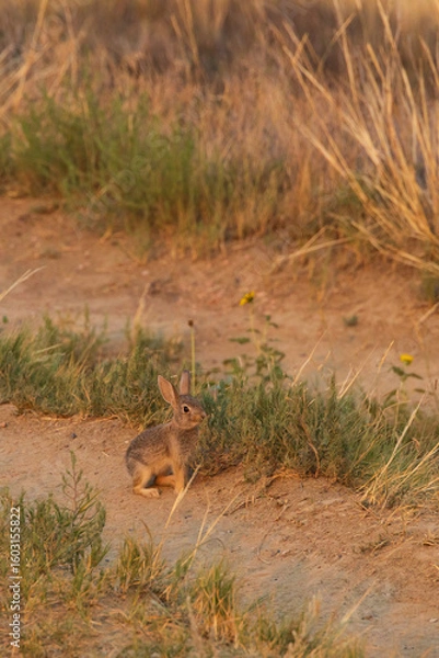 Fototapeta Rabbit in the grass