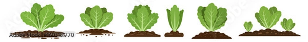 Fototapeta Green lettuce plants growing at various stages in soil, set, lettuce in soil