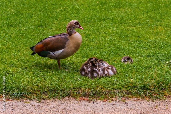Obraz Egyptian goos with their young chicks