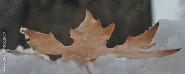 Fototapeta withered leaves and autumn leaf pictures, colorful leaves