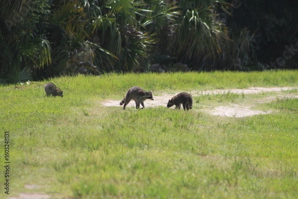 Fototapeta Wild Pandas