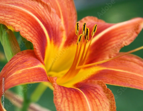 Fototapeta Vibrant Orange and Yellow Day Lily.  Close up showing pollen covered Stamen in center. 