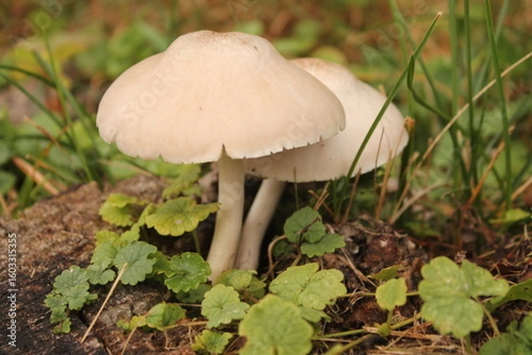 Fototapeta Mushrooms!