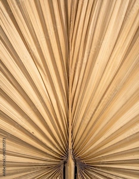 Fototapeta Close Up Beige Dried Palm Frond Radiating Pattern Texture Background