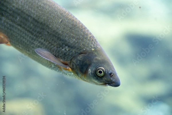 Fototapeta Close-Up of Freshwater Fish Swimming | Detailed Barbel in Clear Aquarium Water with Glistening Scales