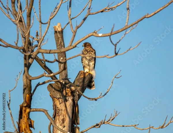 Fototapeta A Cooper's Hawk in a california Habitat looking at  a Hawk sitting in a Bare Dead Tree