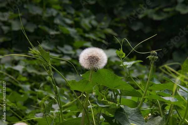 Fototapeta Diente de león 