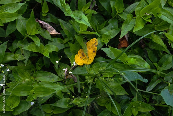 Obraz Hierba en contraste