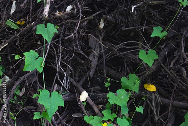Fototapeta Leños viejos 