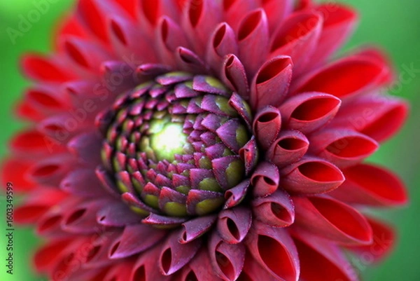Fototapeta red dahlia flower