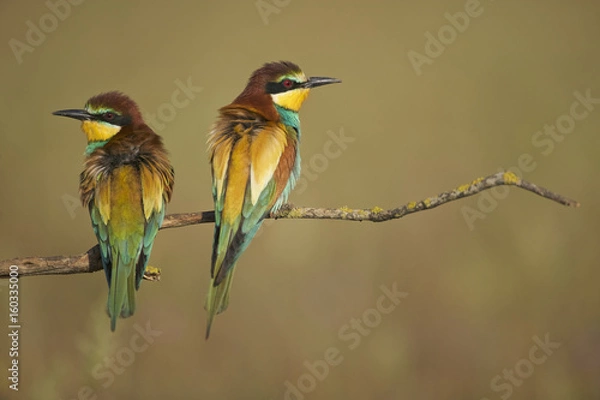 Fototapeta European Bee-eater (Merops apiaster)