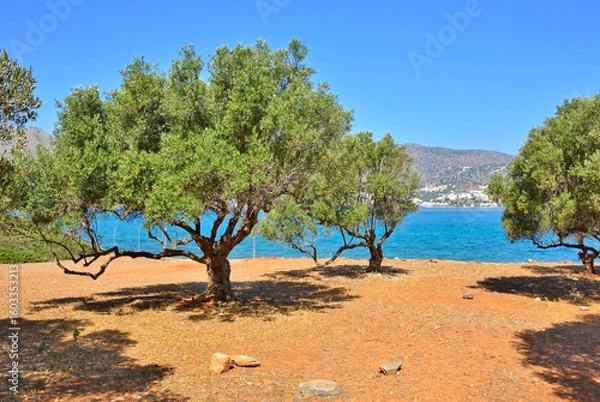 Obraz A grove of olive trees, Crete island, Greece