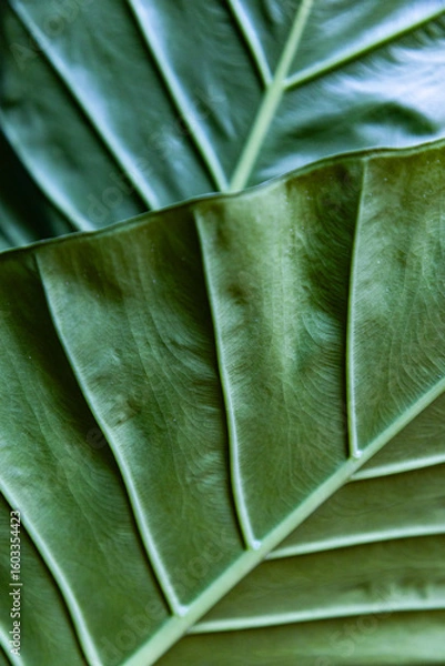 Fototapeta green leaves abstract close up