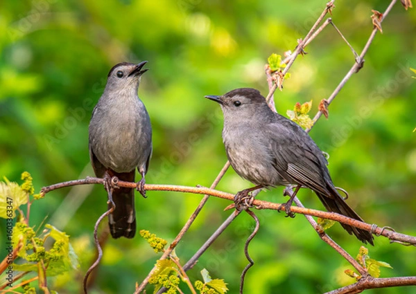 Fototapeta Gray Catbird Pair