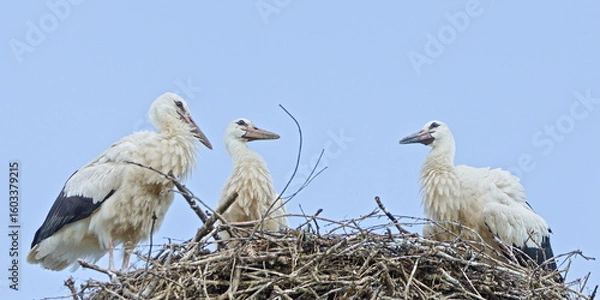 Obraz Ciconia ciconia aka White Storks young birds perched on the nest located on electric pole. Nature of Czech republic.