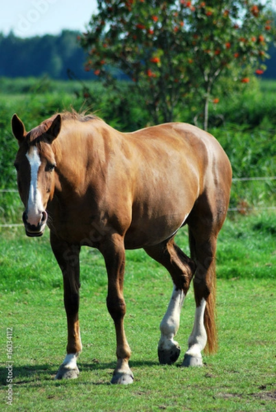Obraz Pferd auf eine Koppel