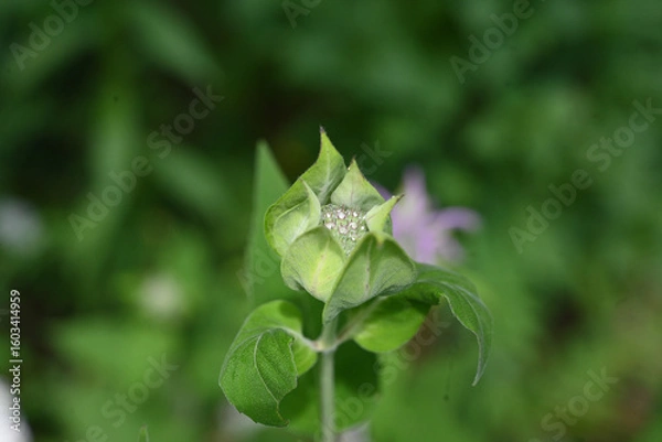Obraz green leaf with dew drops