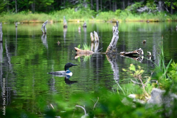 Obraz ducks on the lake